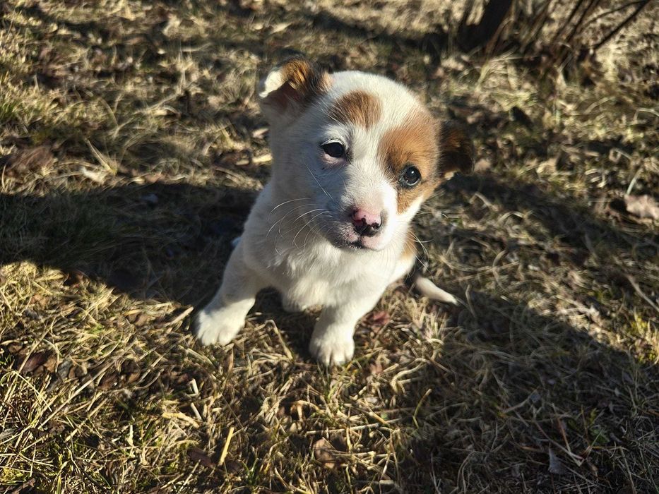 Catei 1 luna talie mica