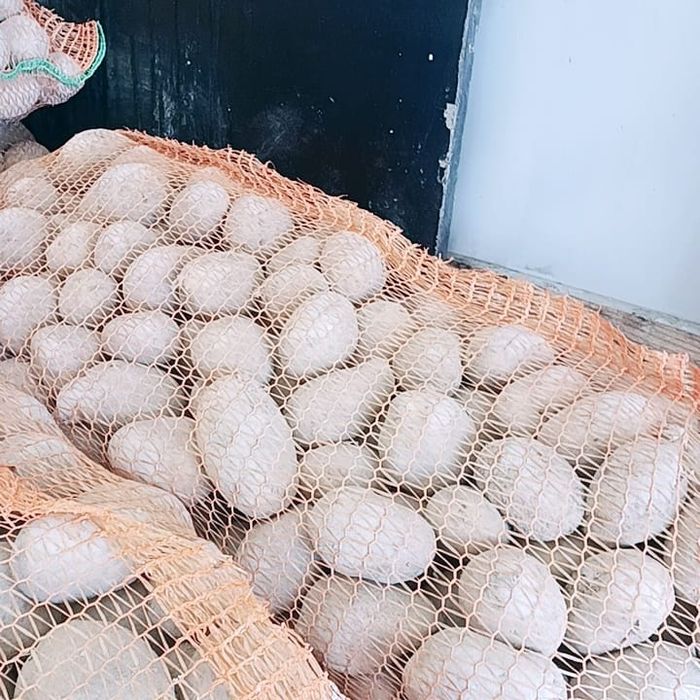 cartofi de consum. 1 leu kg