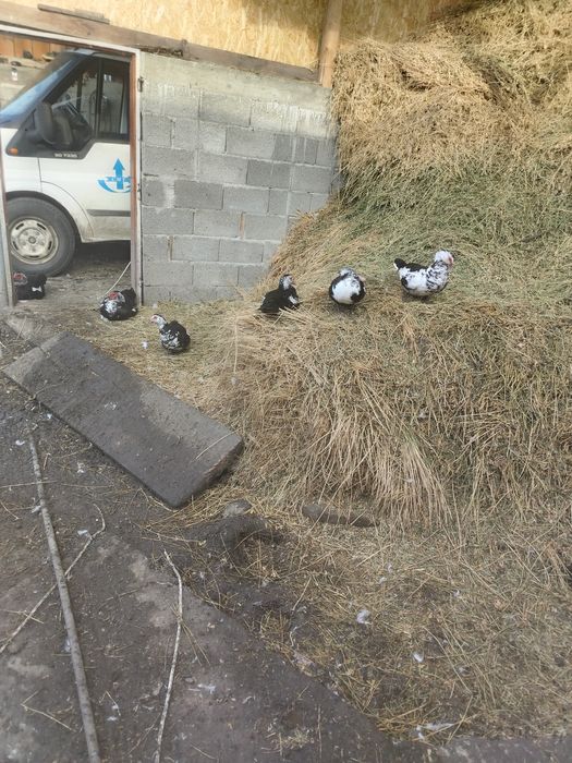 Vând rate leșești tinere