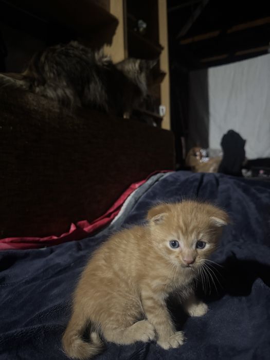 Котенок мальчик рыжий