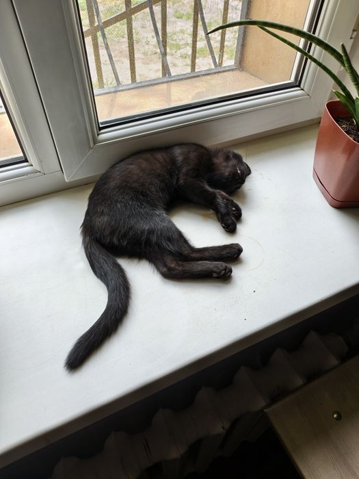 Пропал котенок Черныш