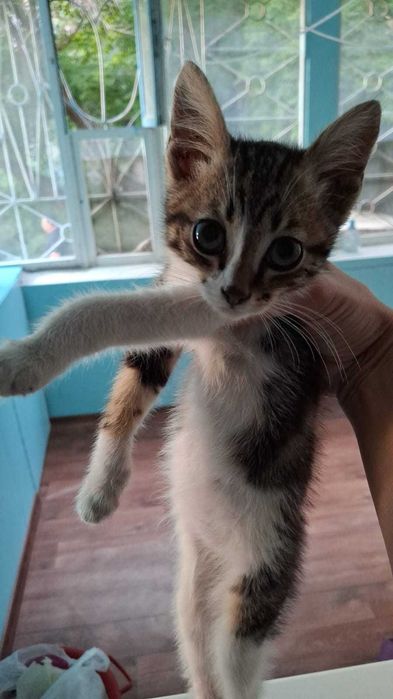 Отдам котенка Котика в добрые руки