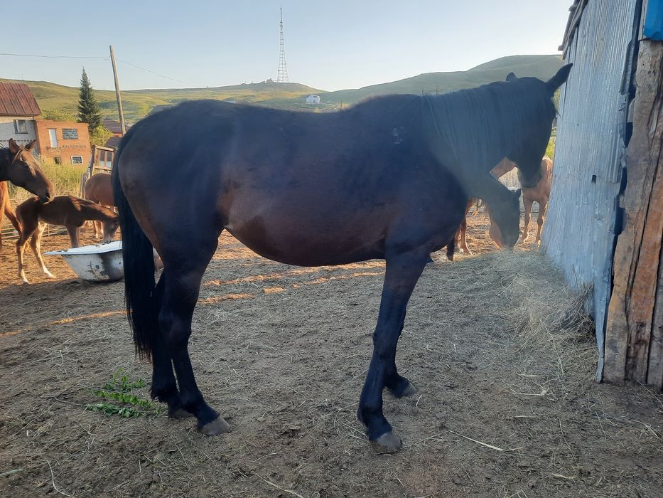 Таза қанды ағылшын байтал