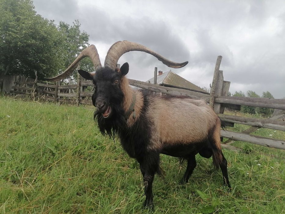 Vând sau schimb tap Alpina Franceză