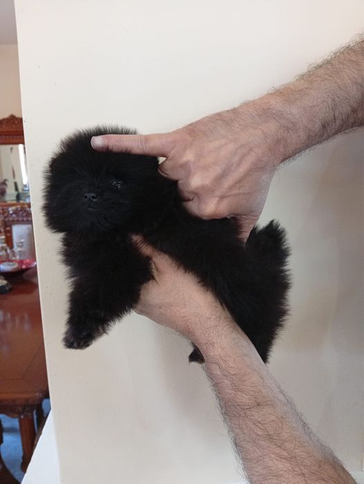 Pomeranian baietel