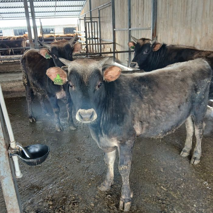 Бычки Джерсейской породы