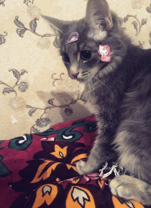 Кошка мальчик милый