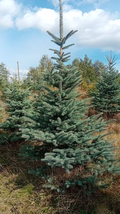 Brazi arginti și verzi