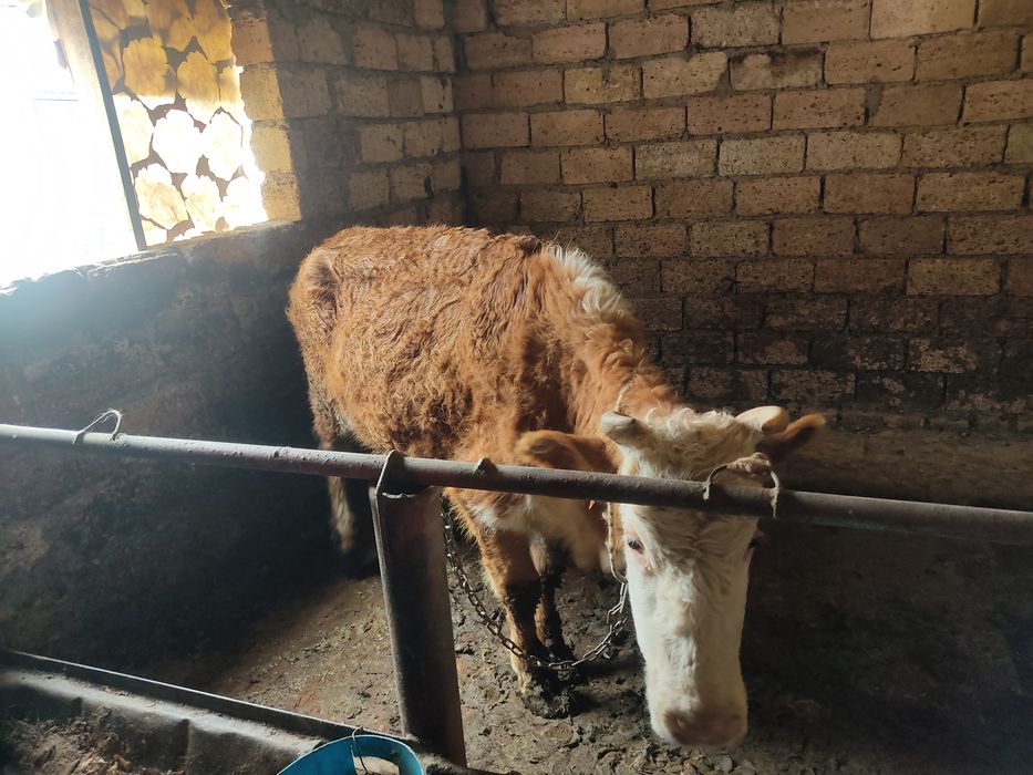 Қысыр жас сиыр сатылады