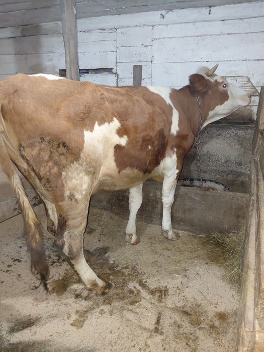 Vând  vacă  la alegere