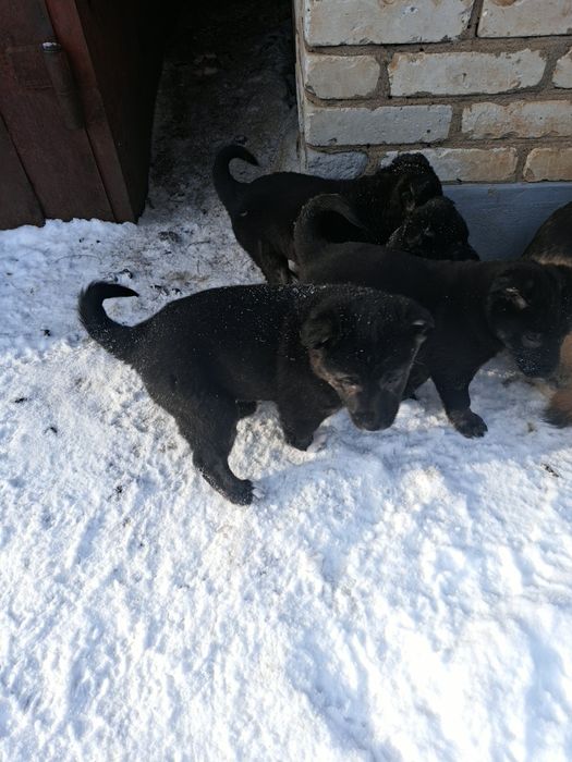 Отдам щенков в добрые руки