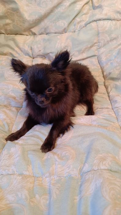 Кобель Чихуахуа для вязки.