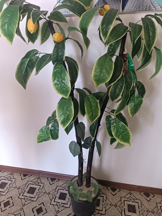 Продаются декоративные деревья