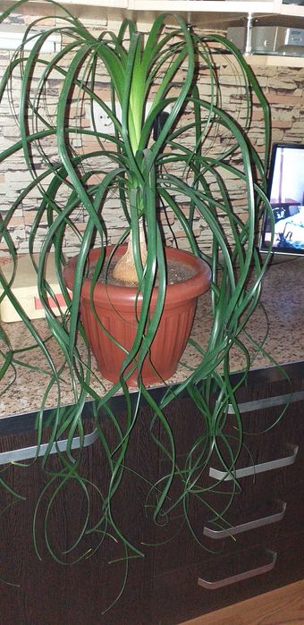 уход за растениями ,удобрение , пересадка, обрезка итд