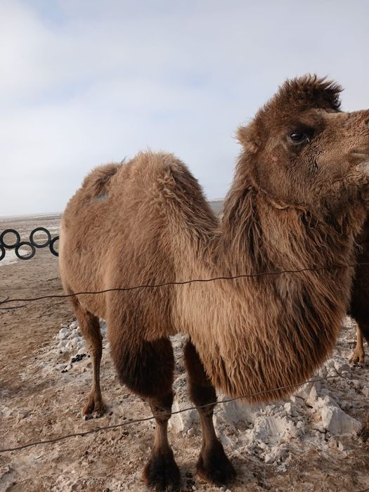 Түйе сатыладыы!!