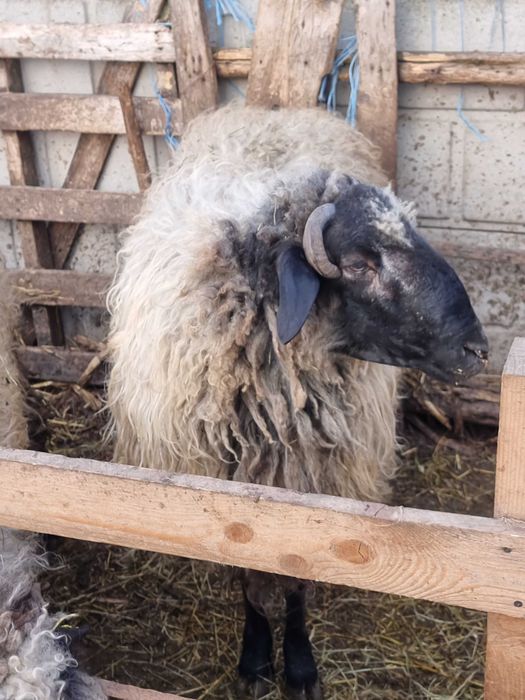 Vând berbec bun de ținut sau sacrificat
