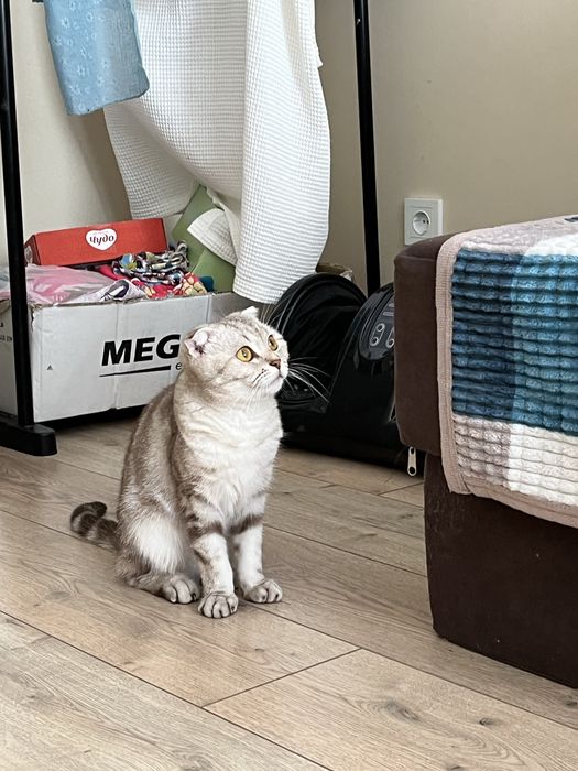 продаем шотландскую кошку беременную