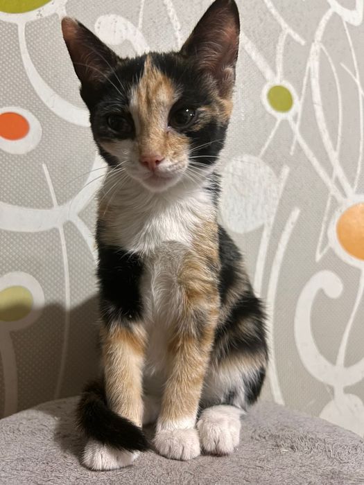 Котята ищут семью