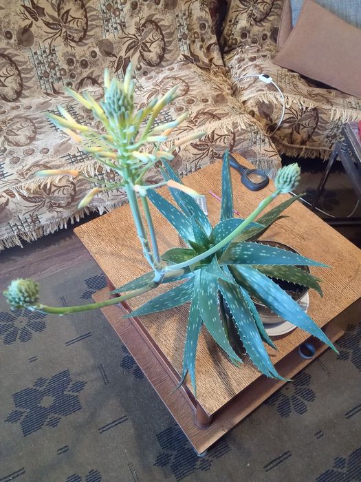 Алоэ вера лечебный