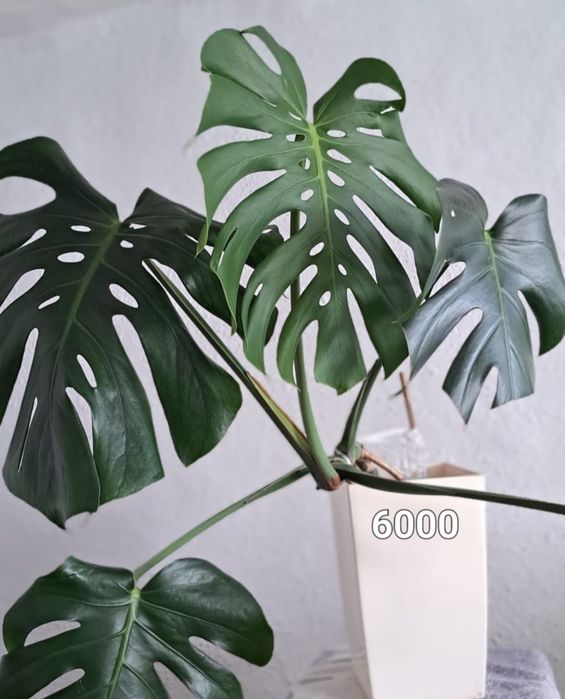 Цветы комнатные продам