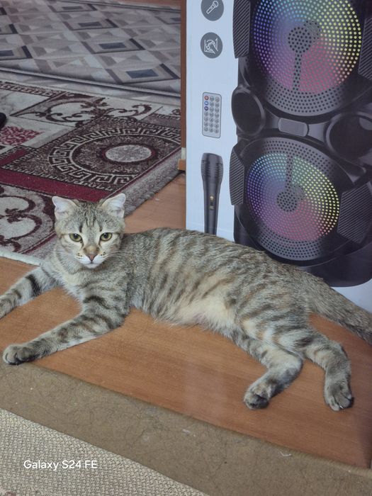 Кошечка вислоухая