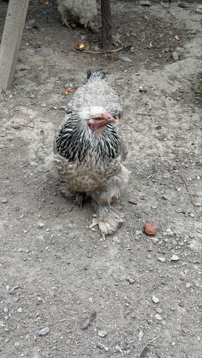Продам курицу пароды-Брамма