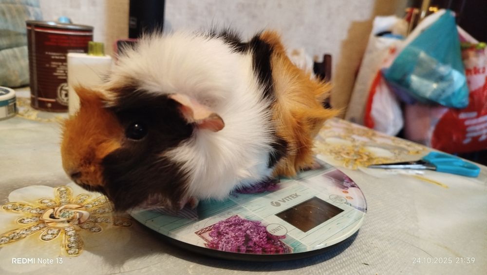 Морские свинки домашние