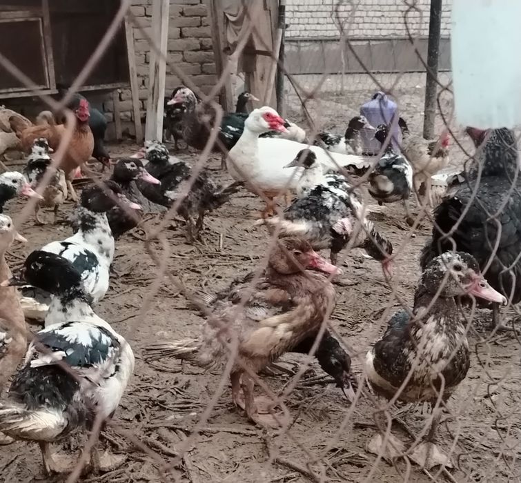 Indoutkalar sotiladi