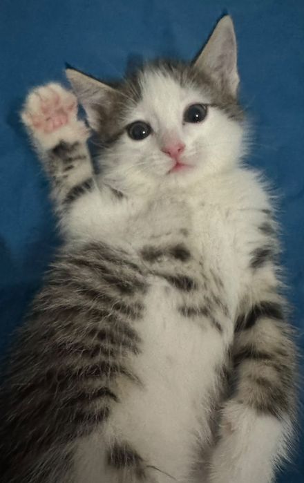 Кот на хорошие руки