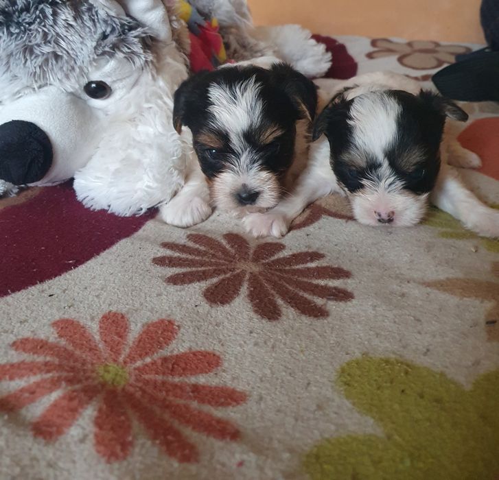 Малки йоркита бивър