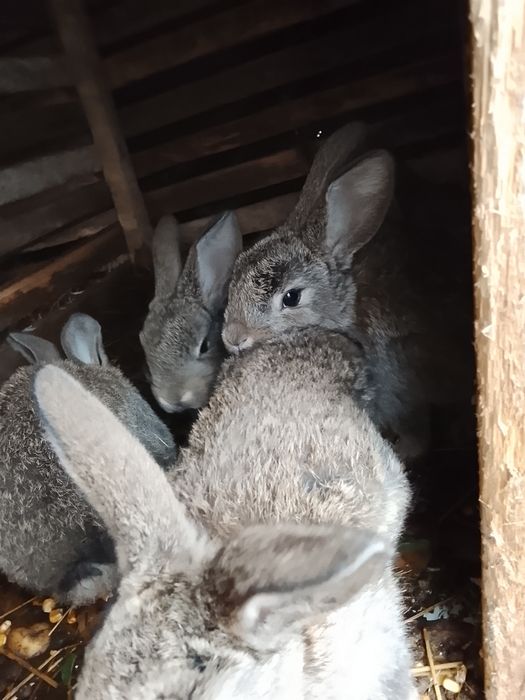 Vând iepuri talie mare și talie mica