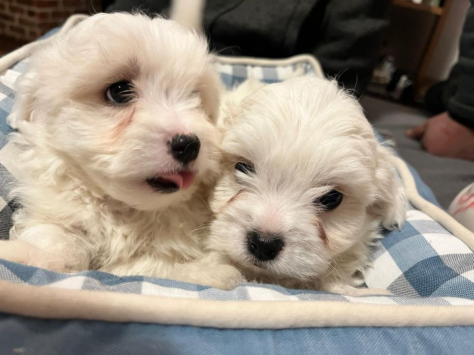 Bichon maltese mini toy
