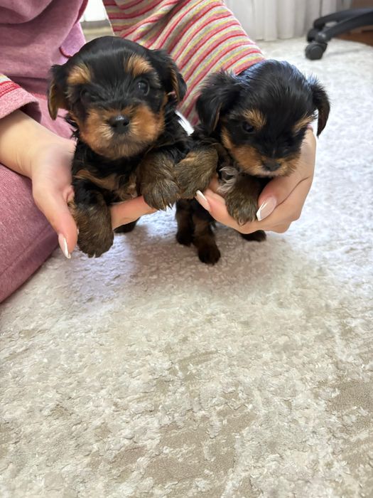Продам щенков Йорка. Йоркширский терьер