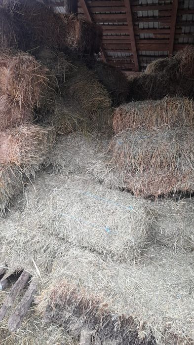 Vând baloti lucernă.