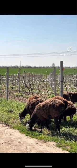 Намордник для баранов