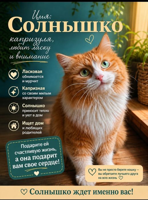 Котята бесплатно