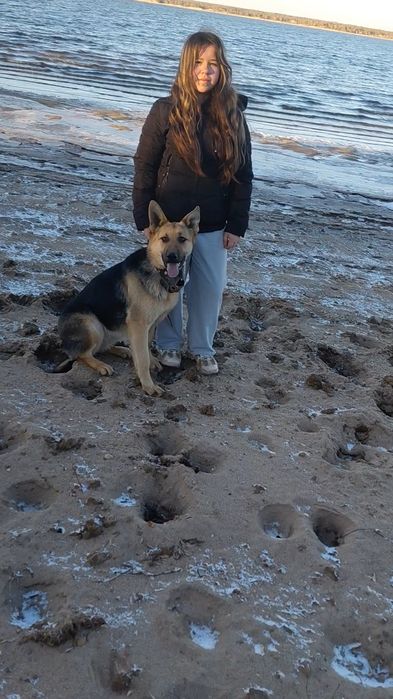 Восточно европейская овчарка