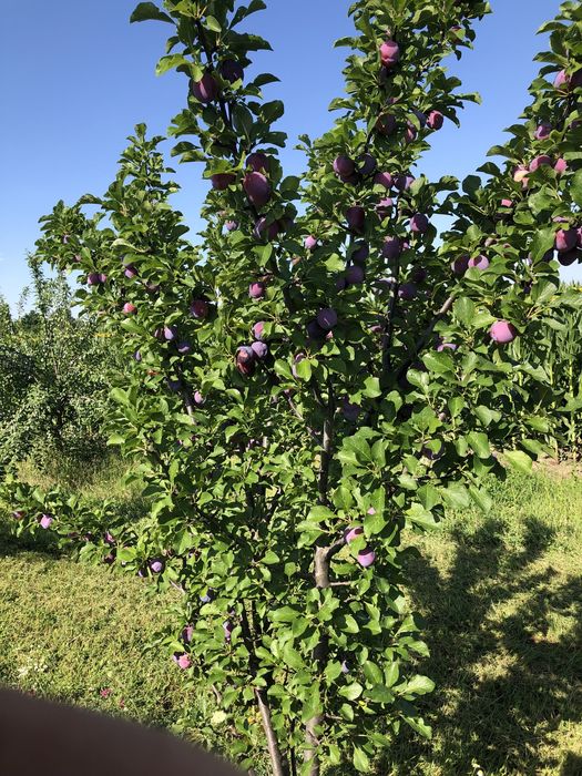 prune centenar de vanzare
