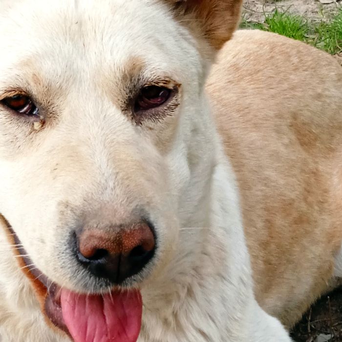 Пристраивается собака