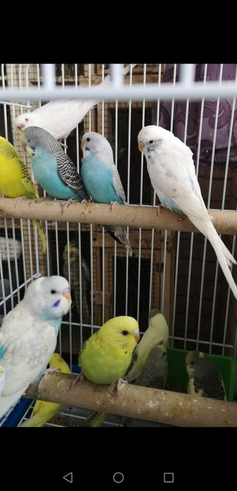 Peruși pui și adulți