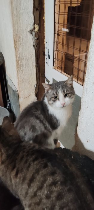 Шикарный молодой кот