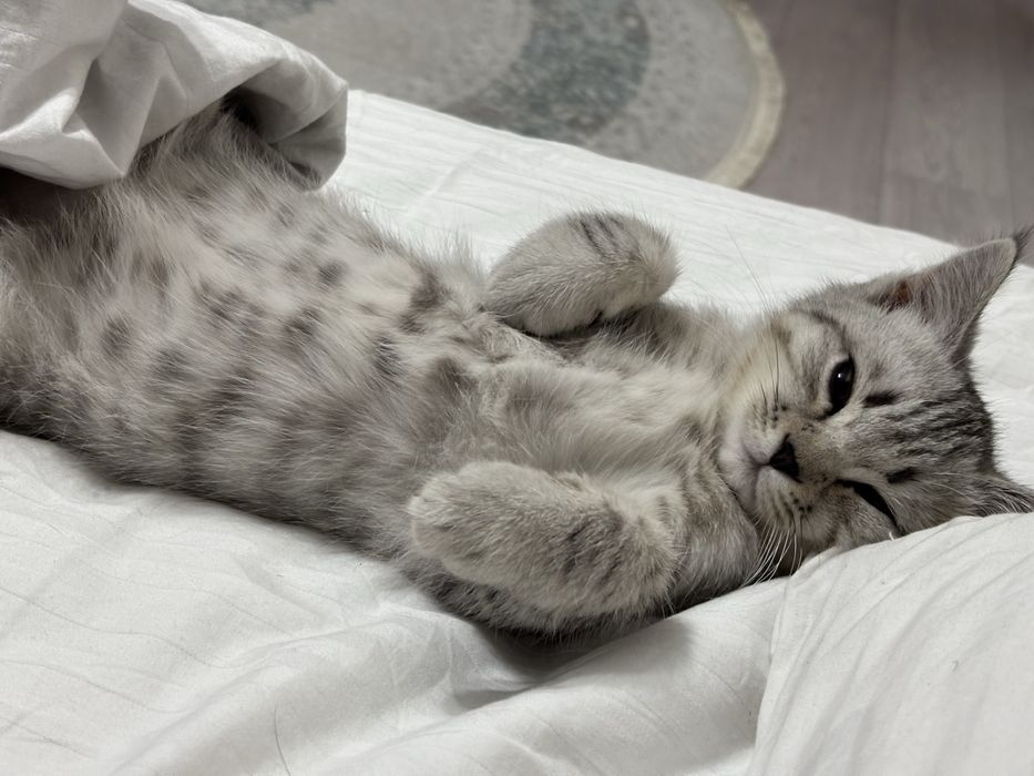 Продою пародистую котенка