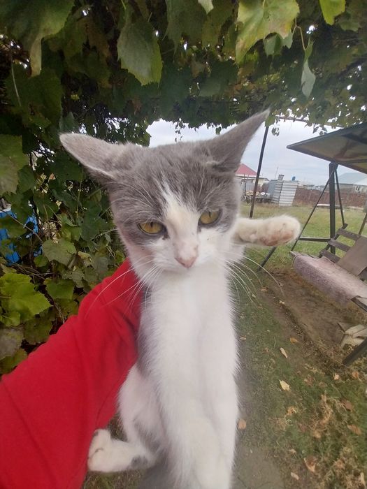Заберите котят / кот