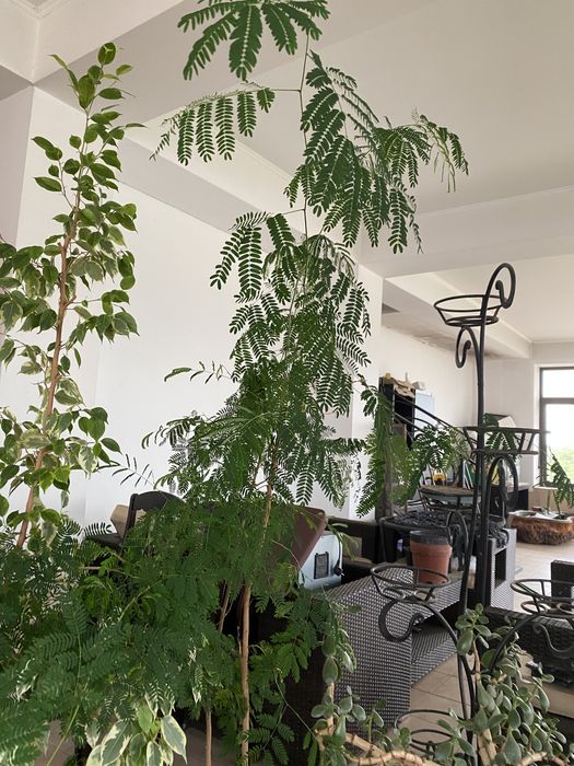 комнатные цветы