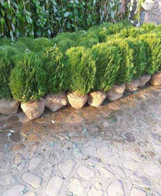 Plante Decorative Dese și Viguroase – Direct la Poarta Ta