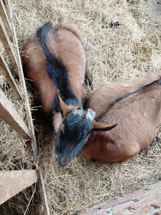 Vând țap.       .