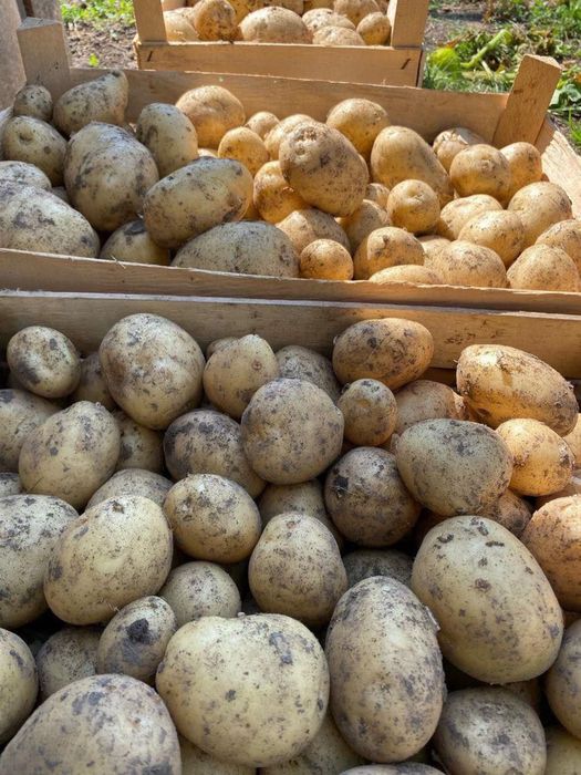 Продам картошку деревенскую