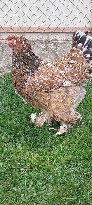 Pui Brahma Porțelan