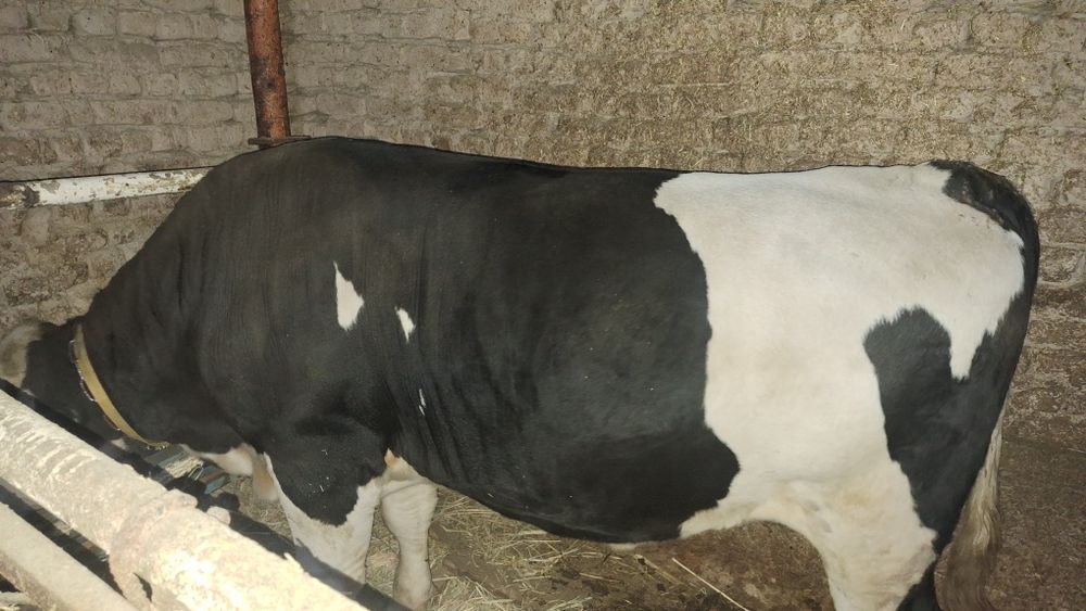 Ogiz satiladi. Baxasi 55mln