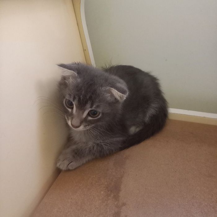 Вислоухий котёнок 1,5 мес мальчик